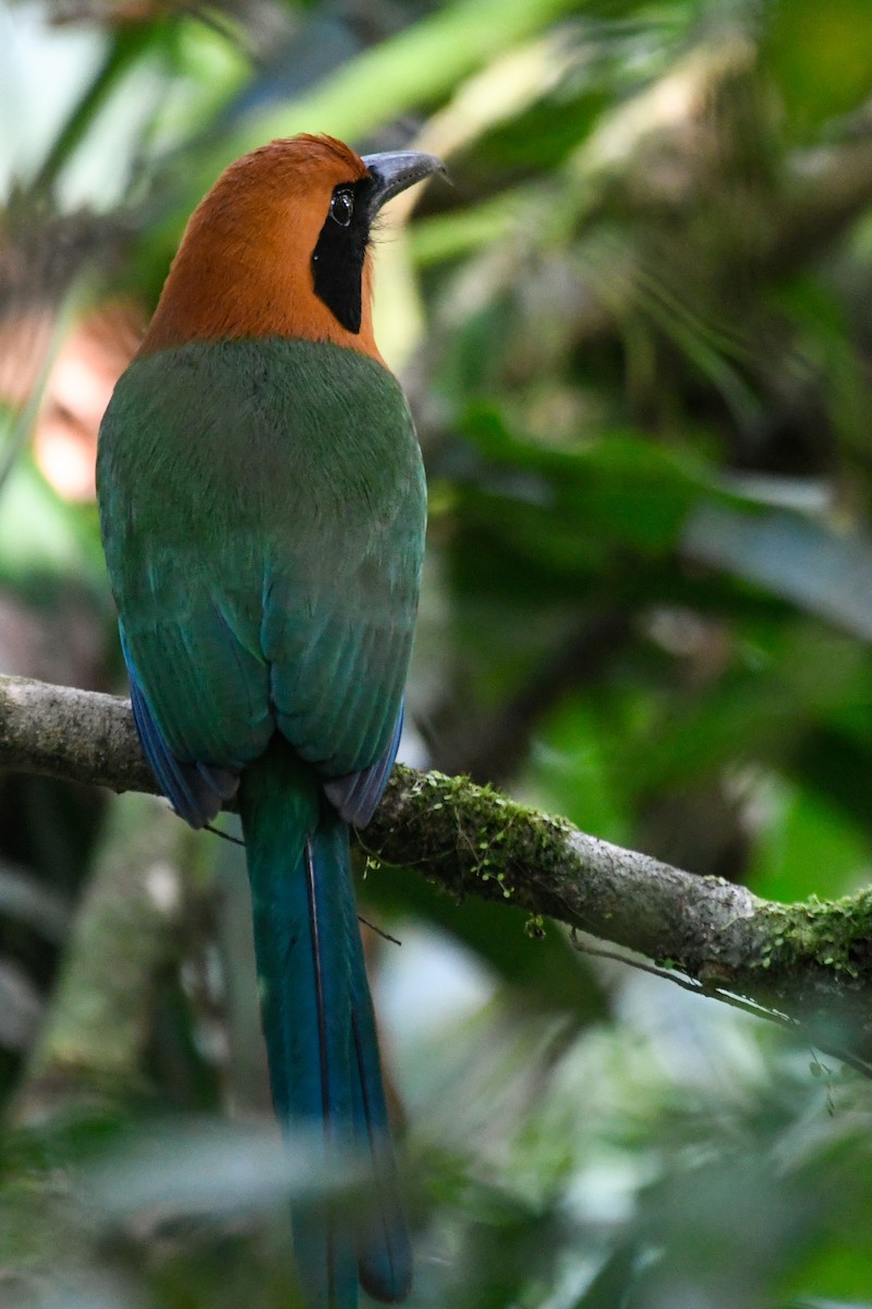 Zimtbrustmotmot - ML540283571