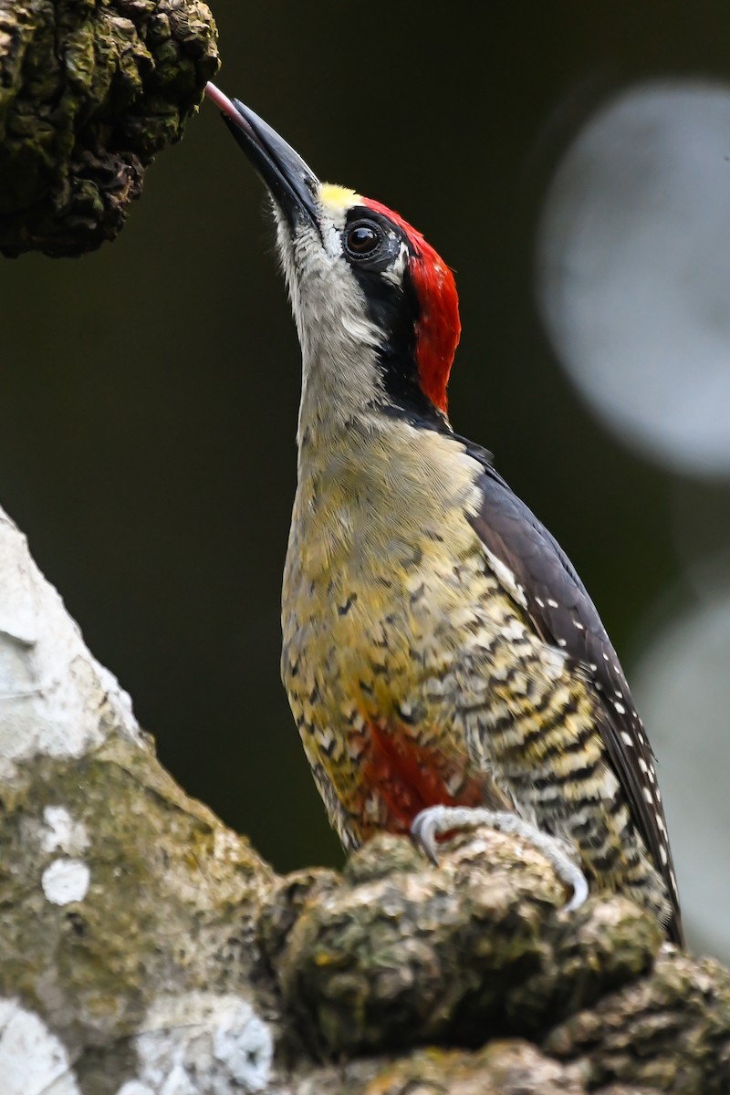 Black-cheeked Woodpecker - Maria Jose Lou