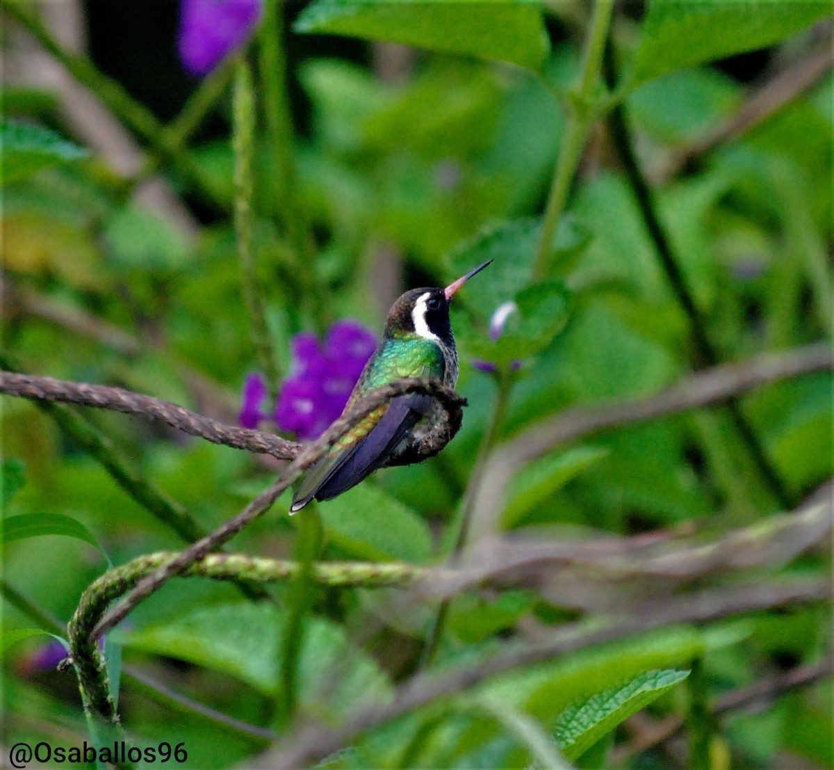 White-eared Hummingbird - ML540284121