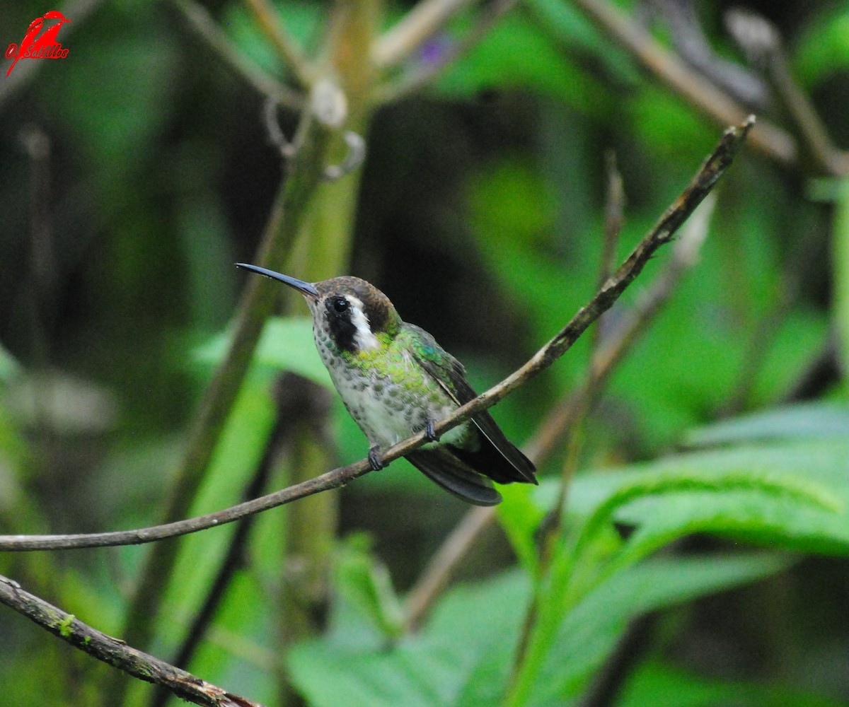 White-eared Hummingbird - ML540284141