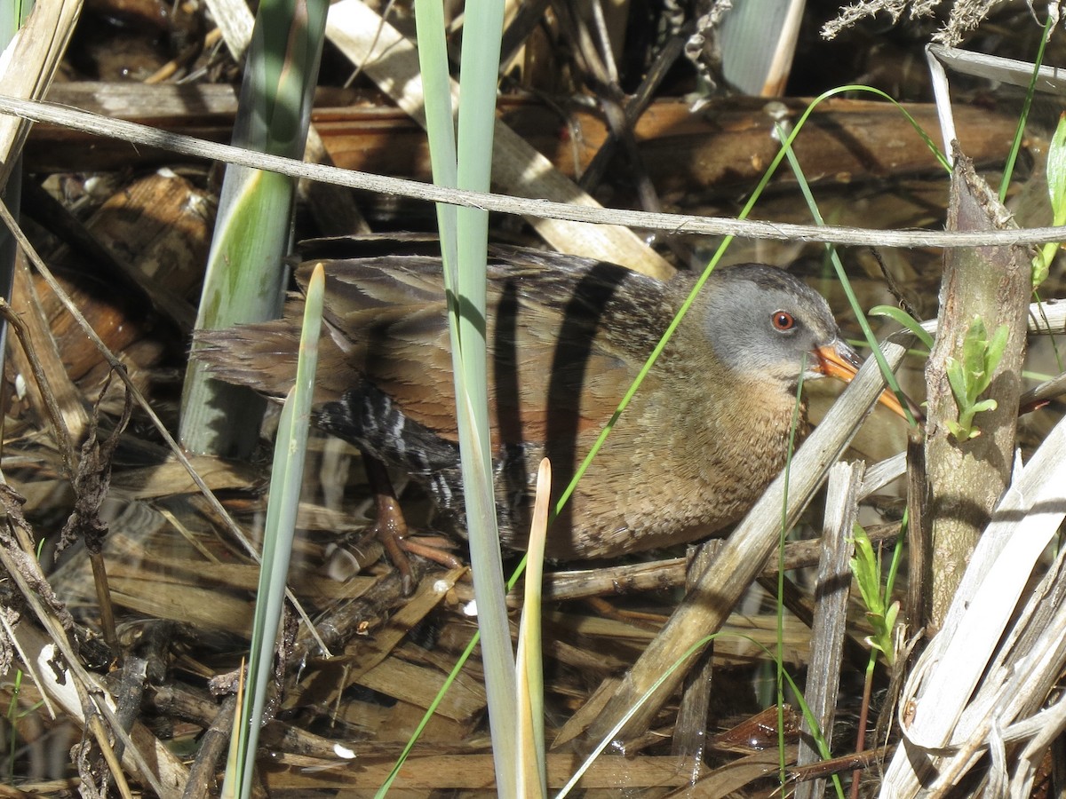 Virginia Rail - Sharyn Isom