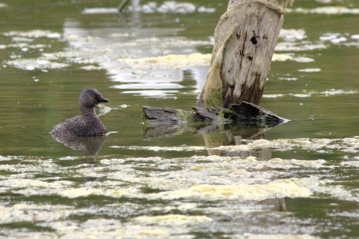 Least Grebe - ML54028581