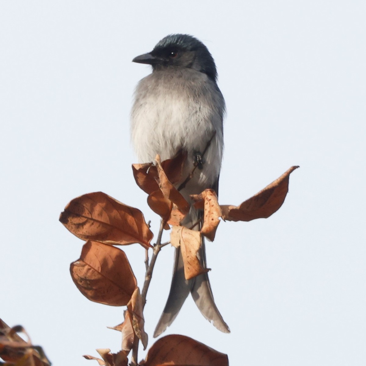 White-bellied Drongo - John Mills