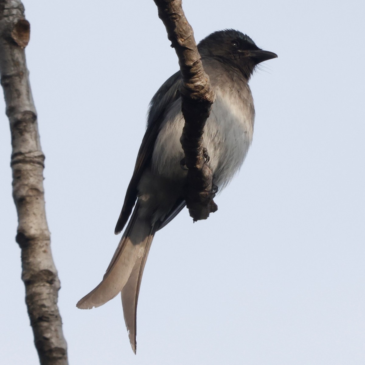 Drongo Ventriblanco - ML540286331