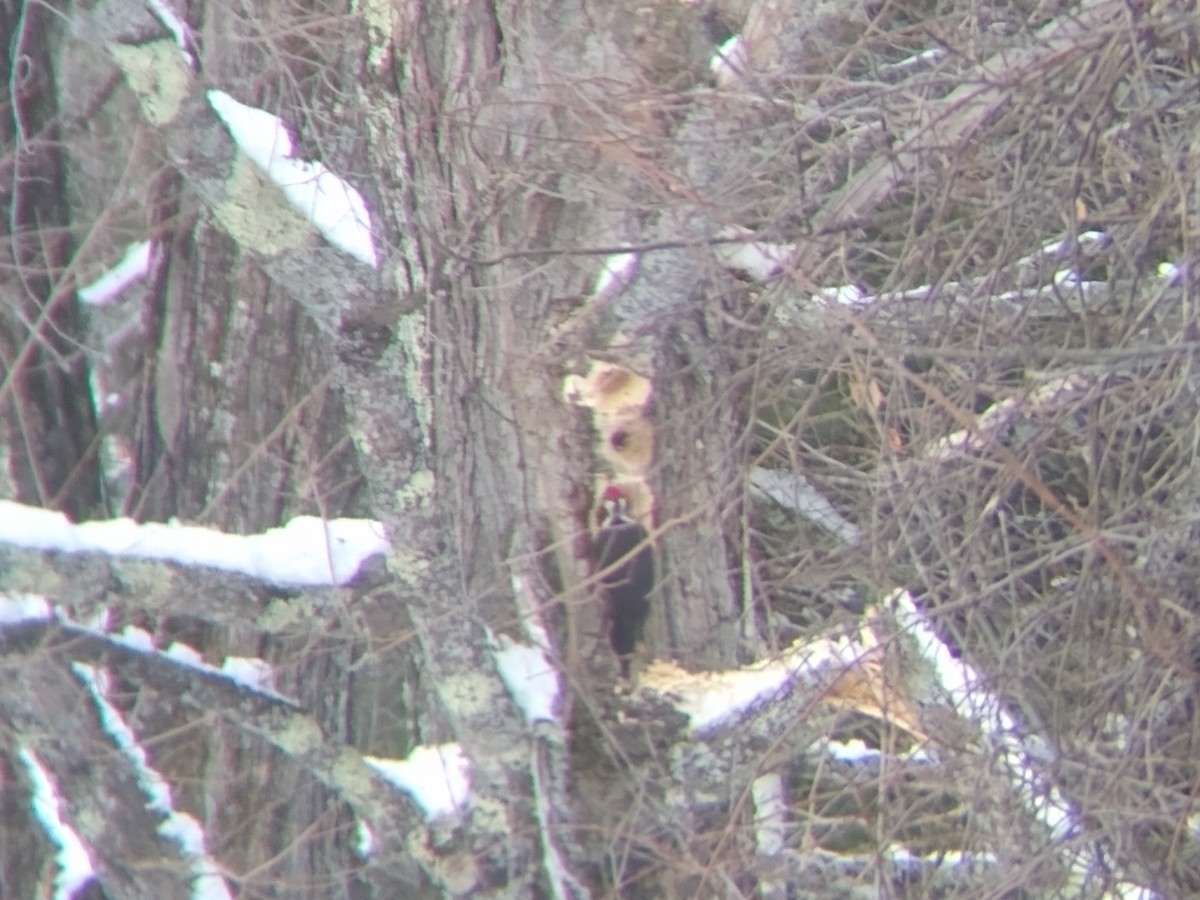 Pileated Woodpecker - ML540286391