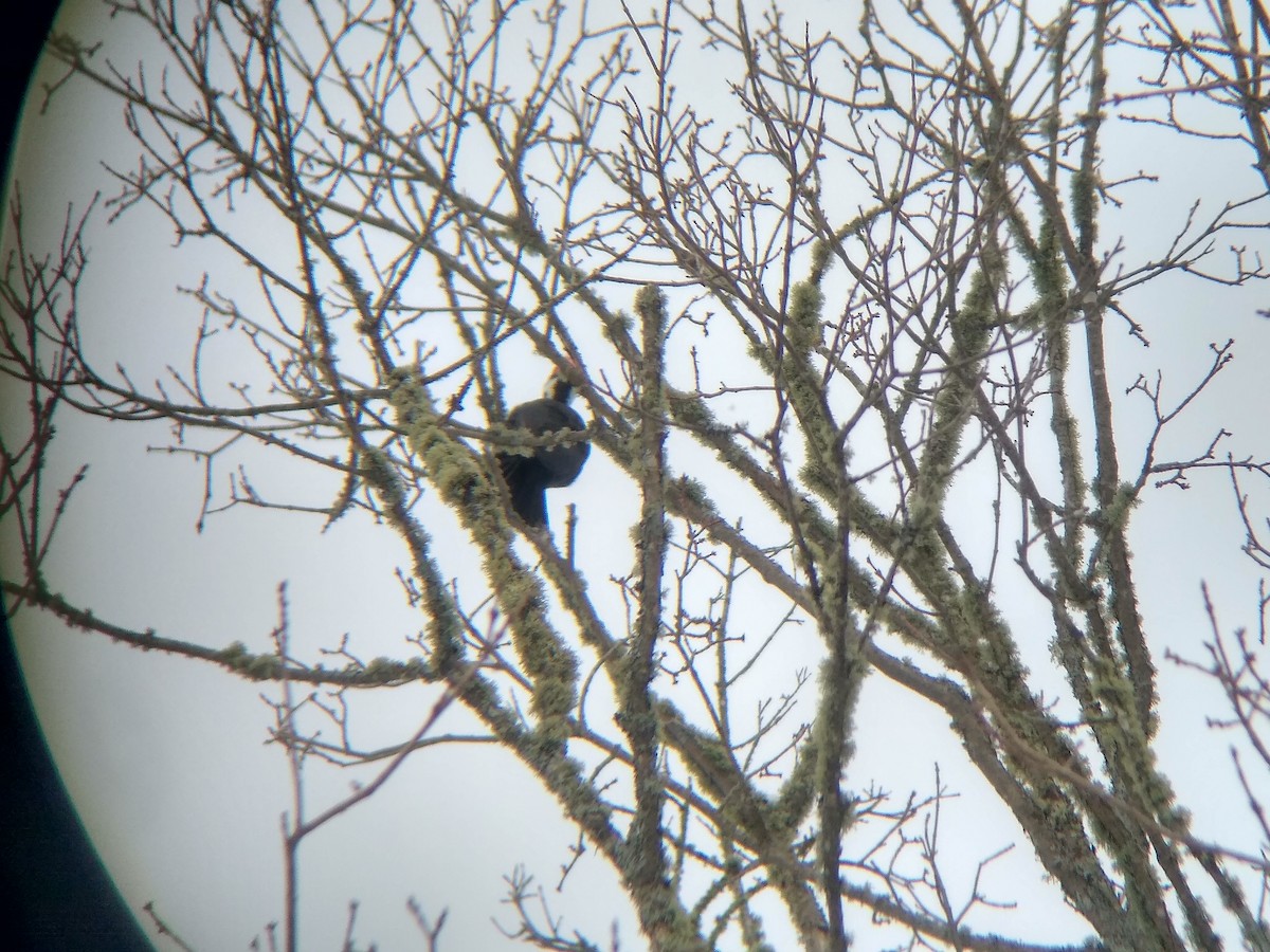 Pileated Woodpecker - ML540286401