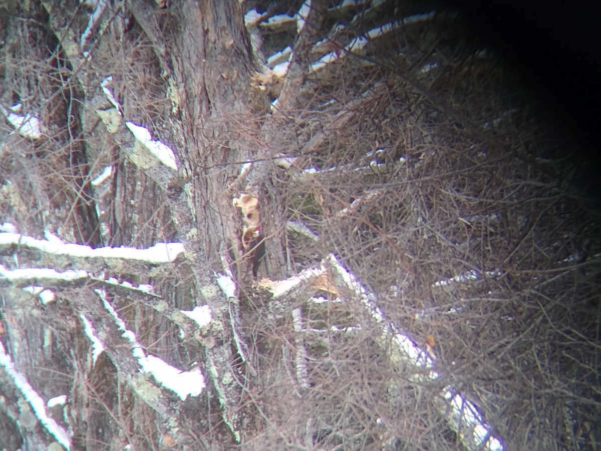 Pileated Woodpecker - ML540286441