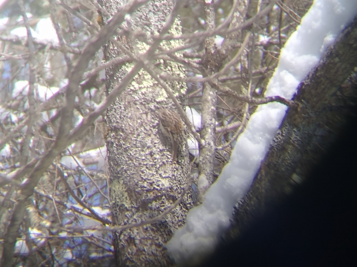 Brown Creeper - ML540286591