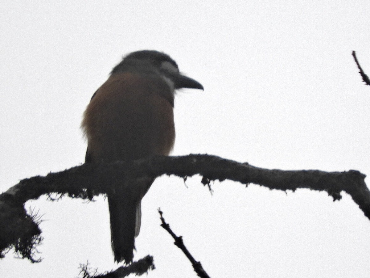 White-faced Nunbird - Sergio Adrián García-Murcia