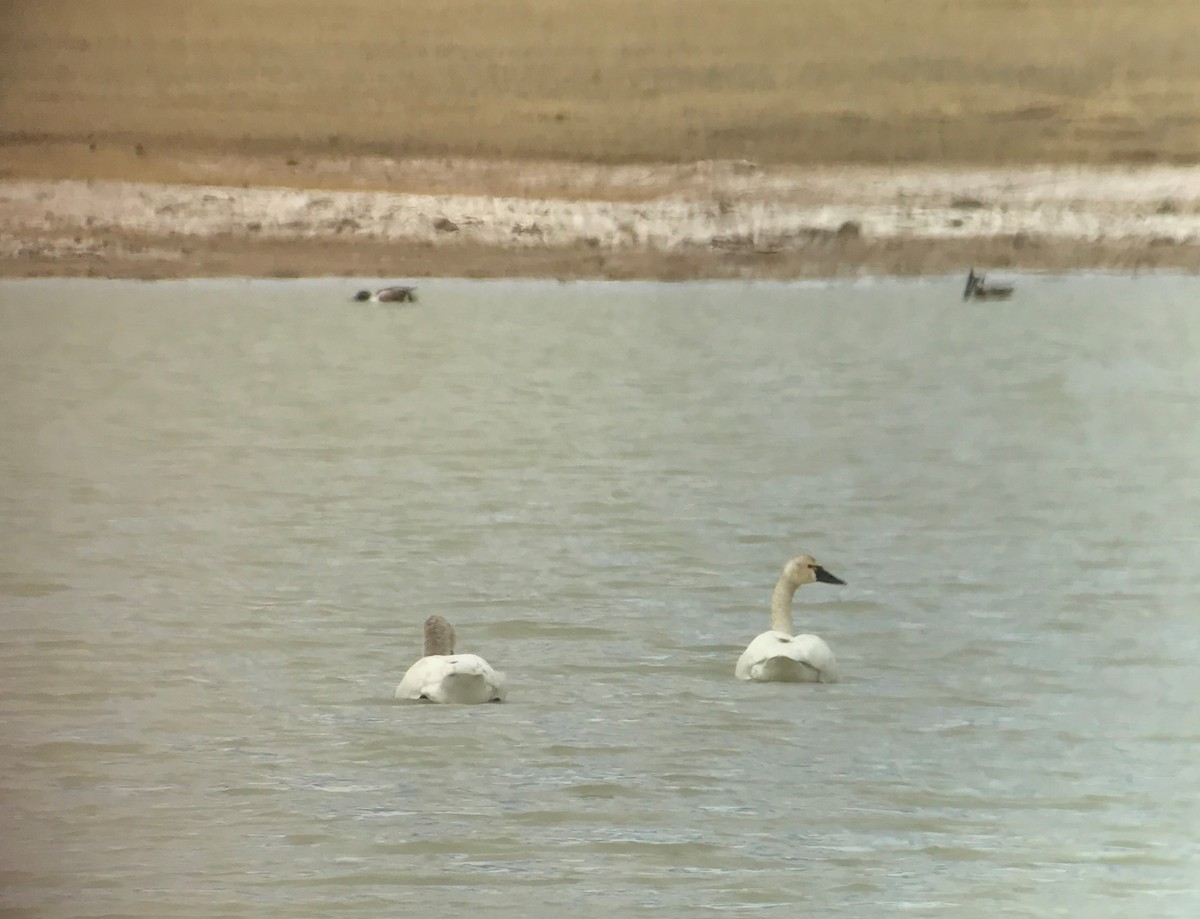 Cisne Chico - ML54028761