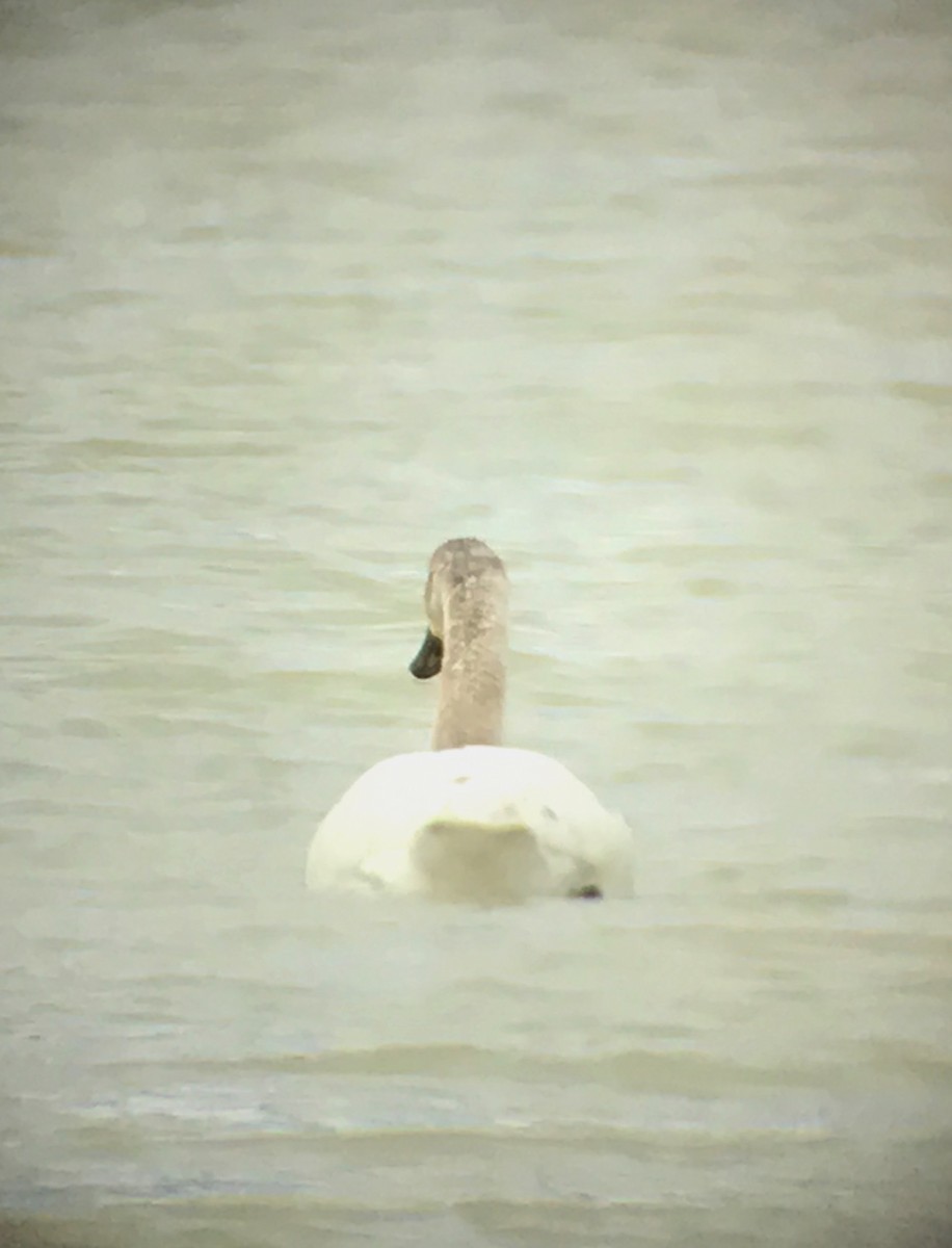 Cisne Chico - ML54028791