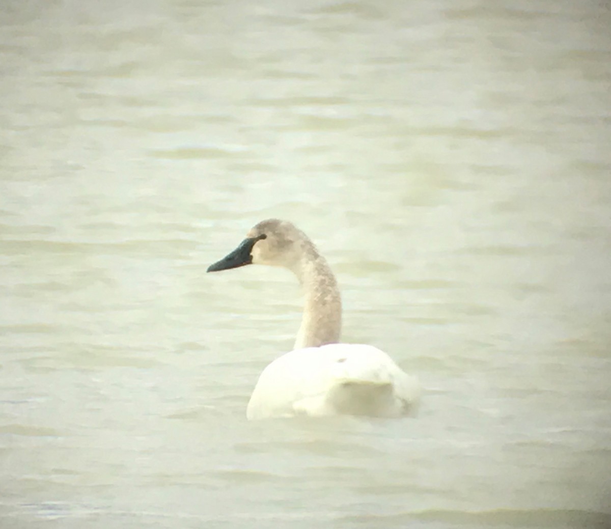 Cisne Chico - ML54028821