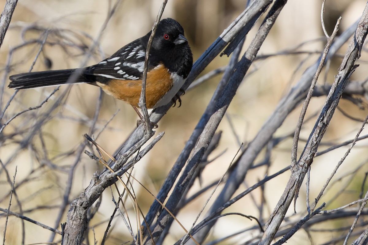 Spotted Towhee - ML540288291