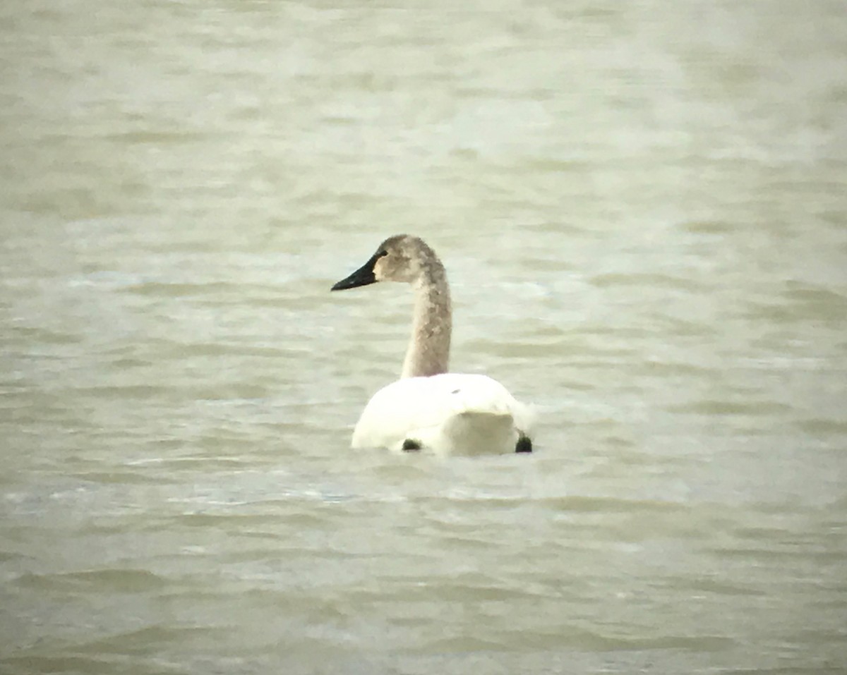 Cisne Chico - ML54028841