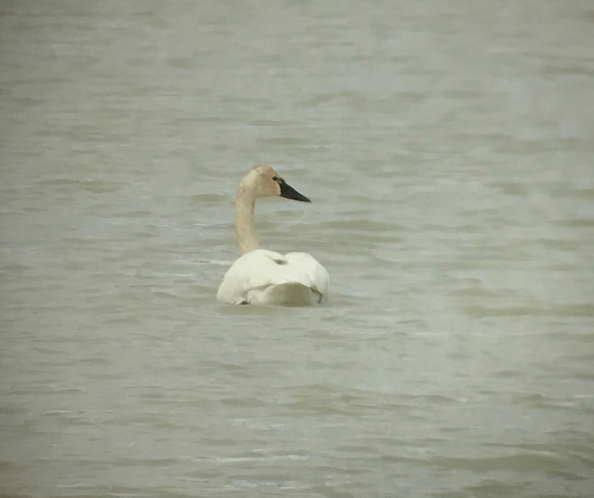 Cisne Chico - ML54028851