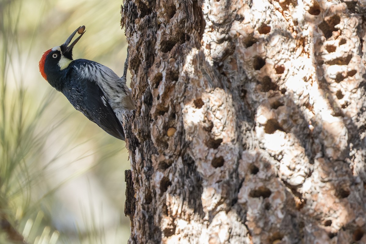 Acorn Woodpecker - ML540288521