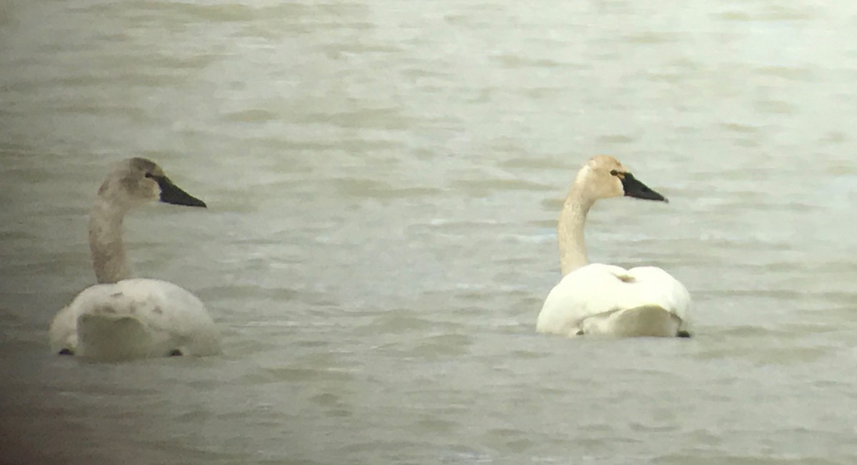 Cisne Chico - ML54028861
