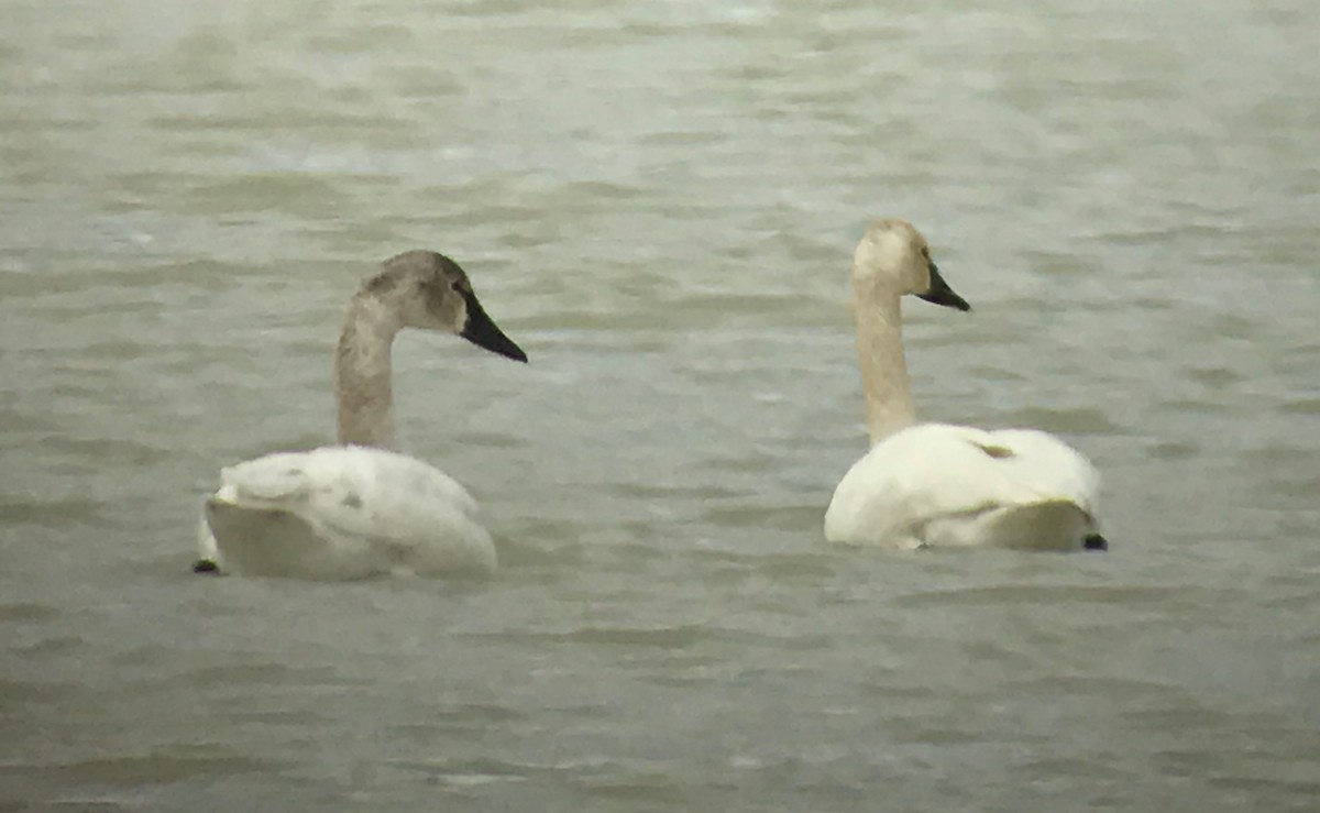 Cisne Chico - ML54028881