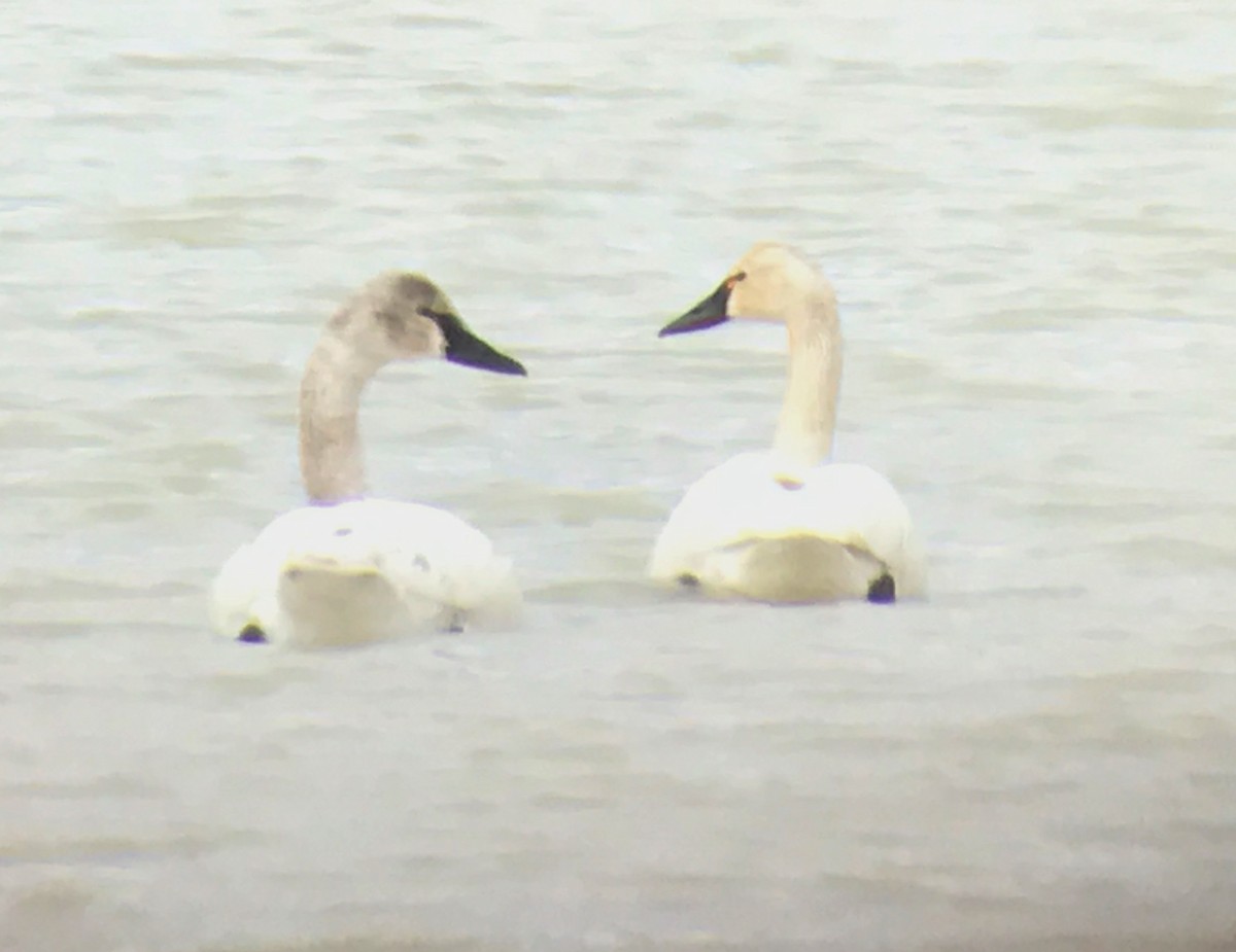 Cisne Chico - ML54028891