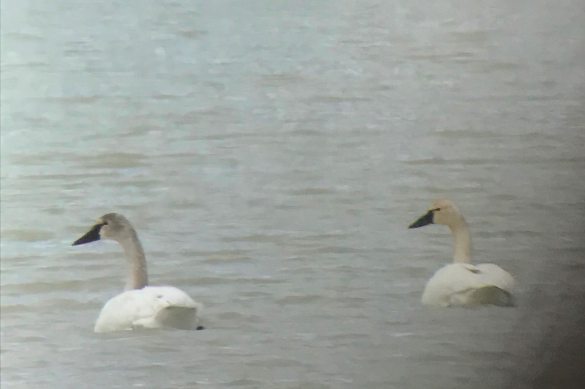 Cisne Chico - ML54028911