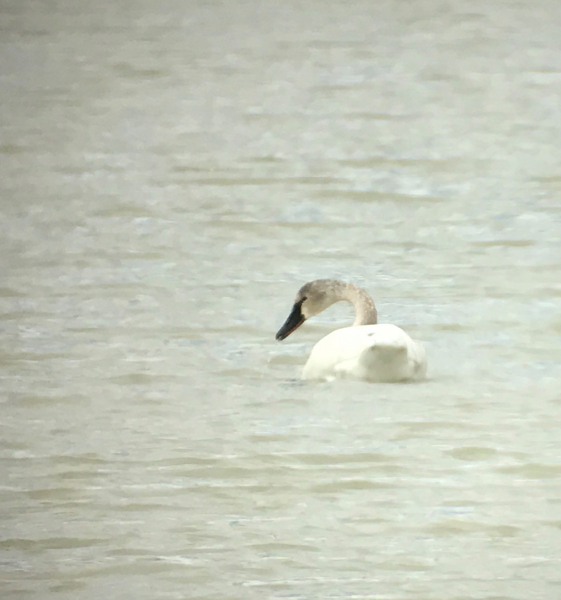 Cisne Chico - ML54028921