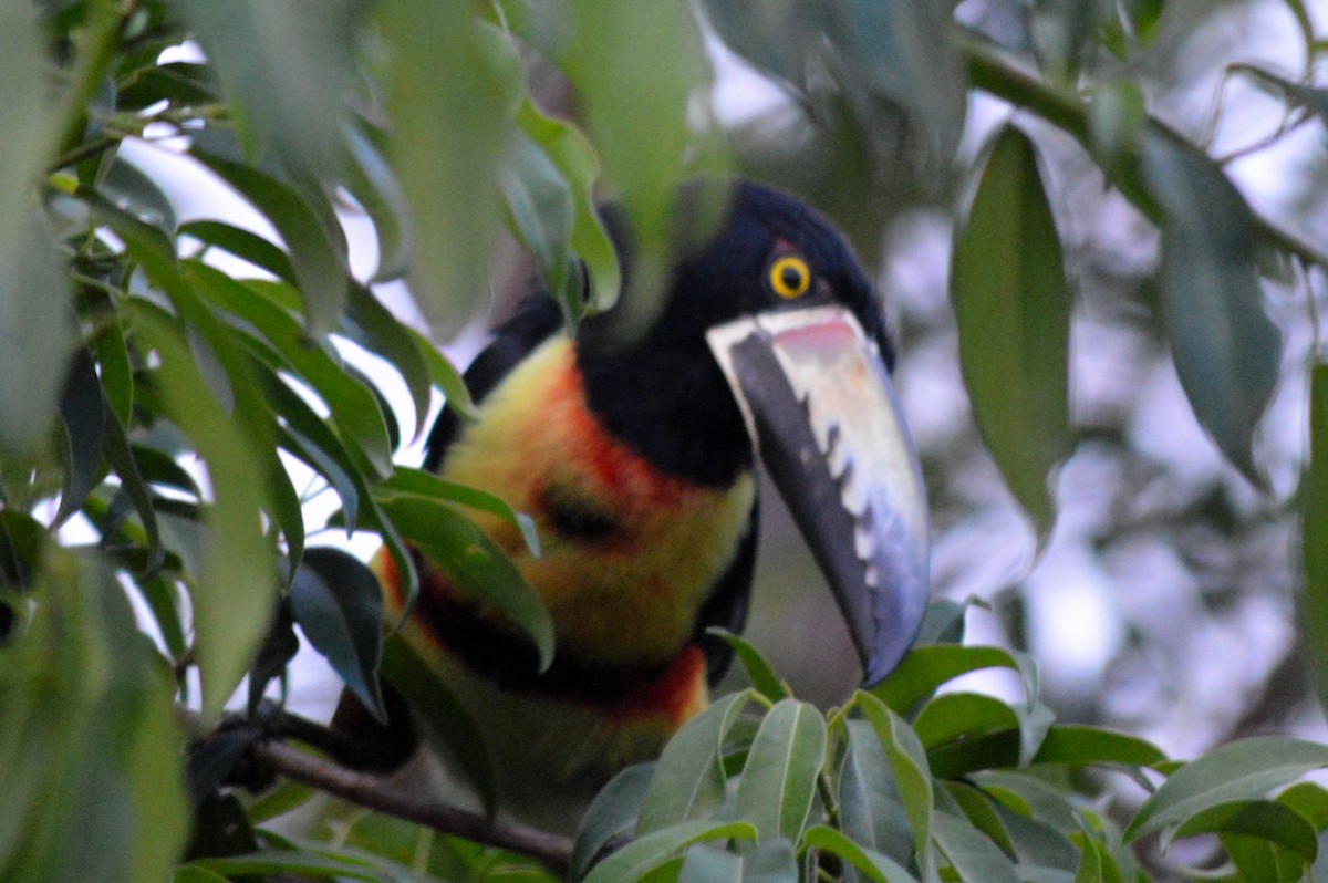 Collared Aracari - Carlos Mancera (Tuxtla Birding Club)