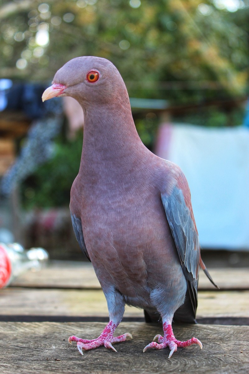Red-billed Pigeon - Hugo Galicia