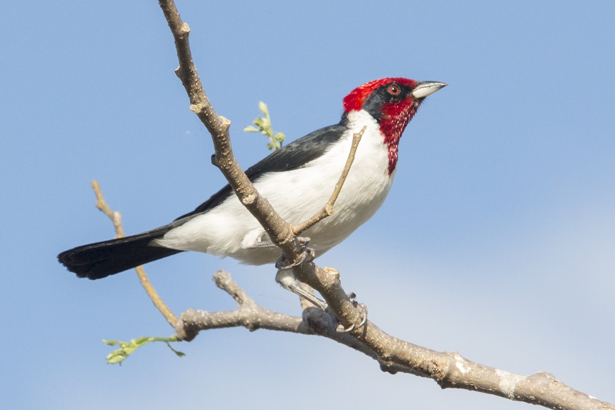 Masked Cardinal - ML540292291