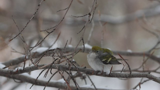 Chestnut-sided Warbler - ML540292531