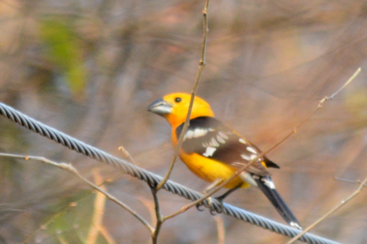 Yellow Grosbeak - Carlos Mancera (Tuxtla Birding Club)