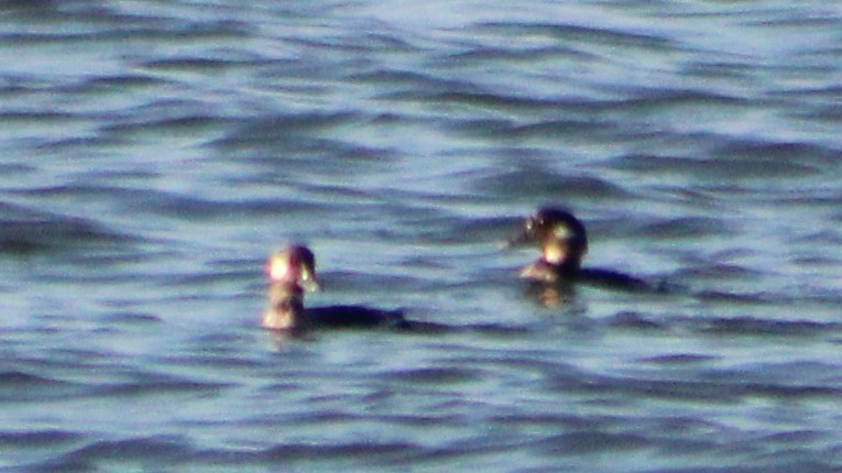 Bufflehead - ML540295031