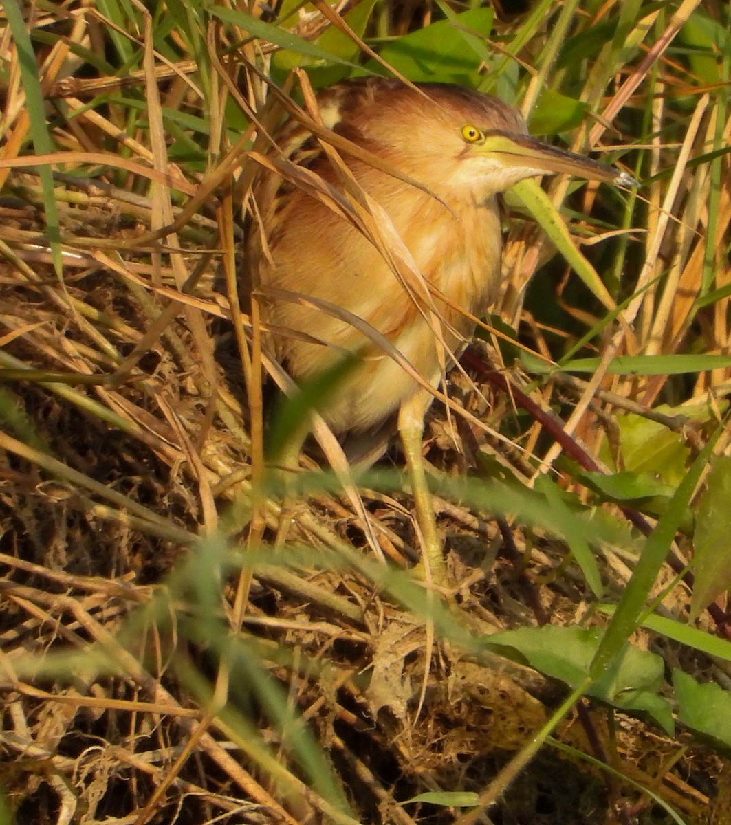 Yellow Bittern - ML540295451