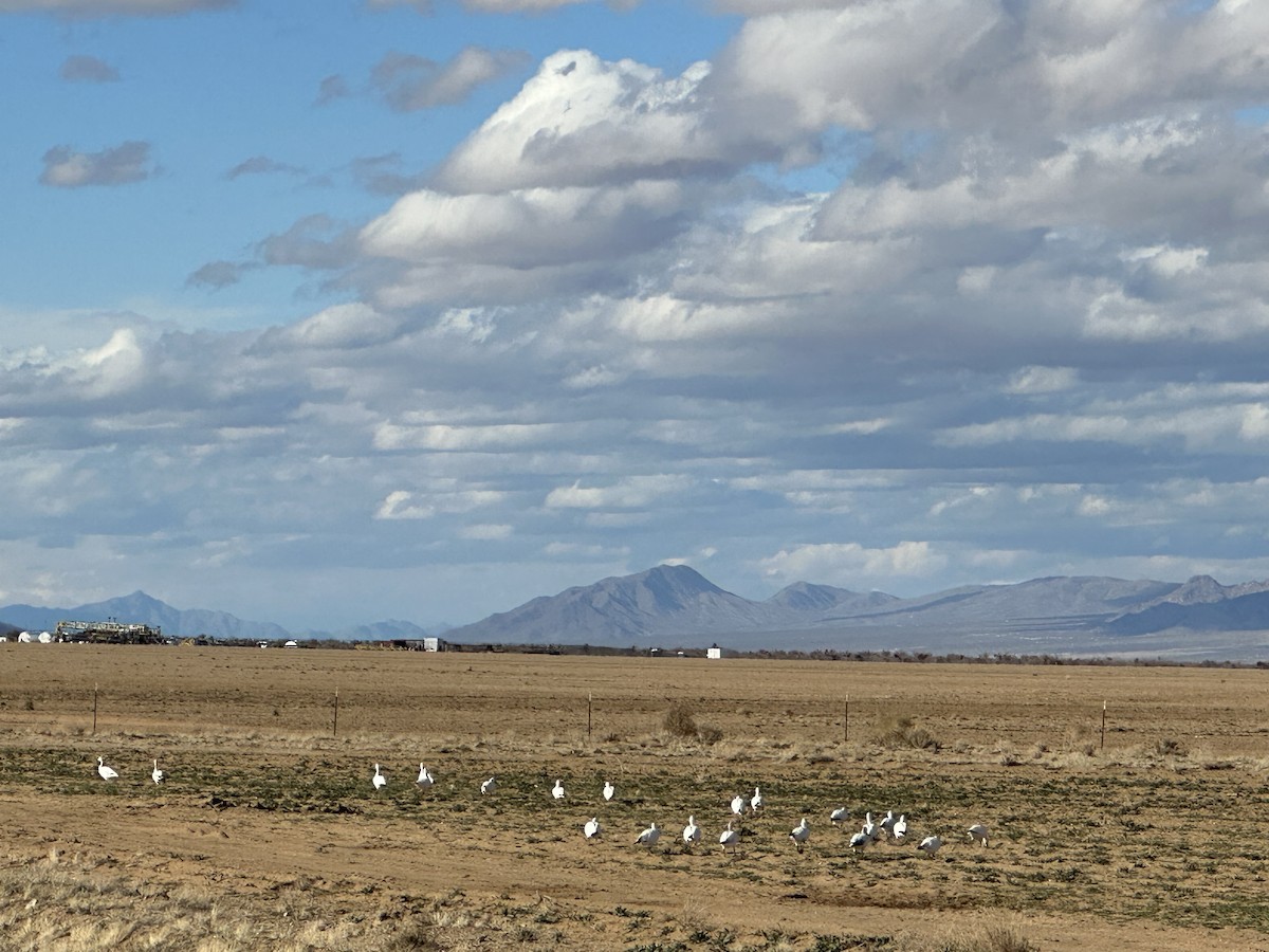Snow Goose - ML540296251