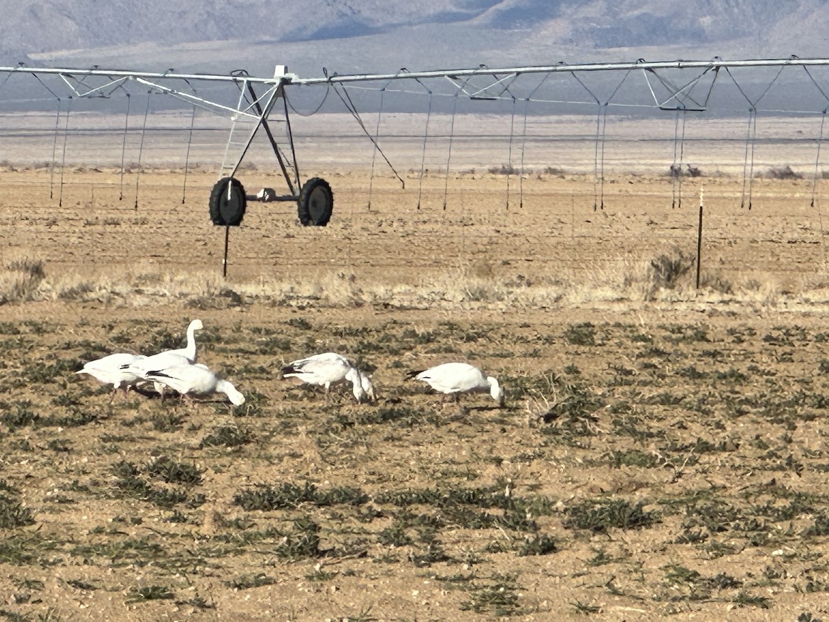 Snow Goose - ML540296261