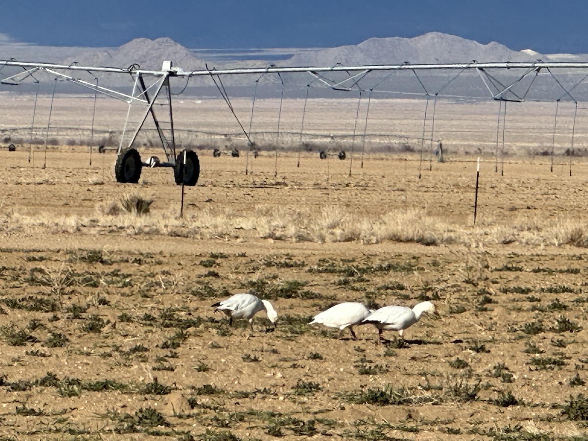 Snow Goose - ML540296271