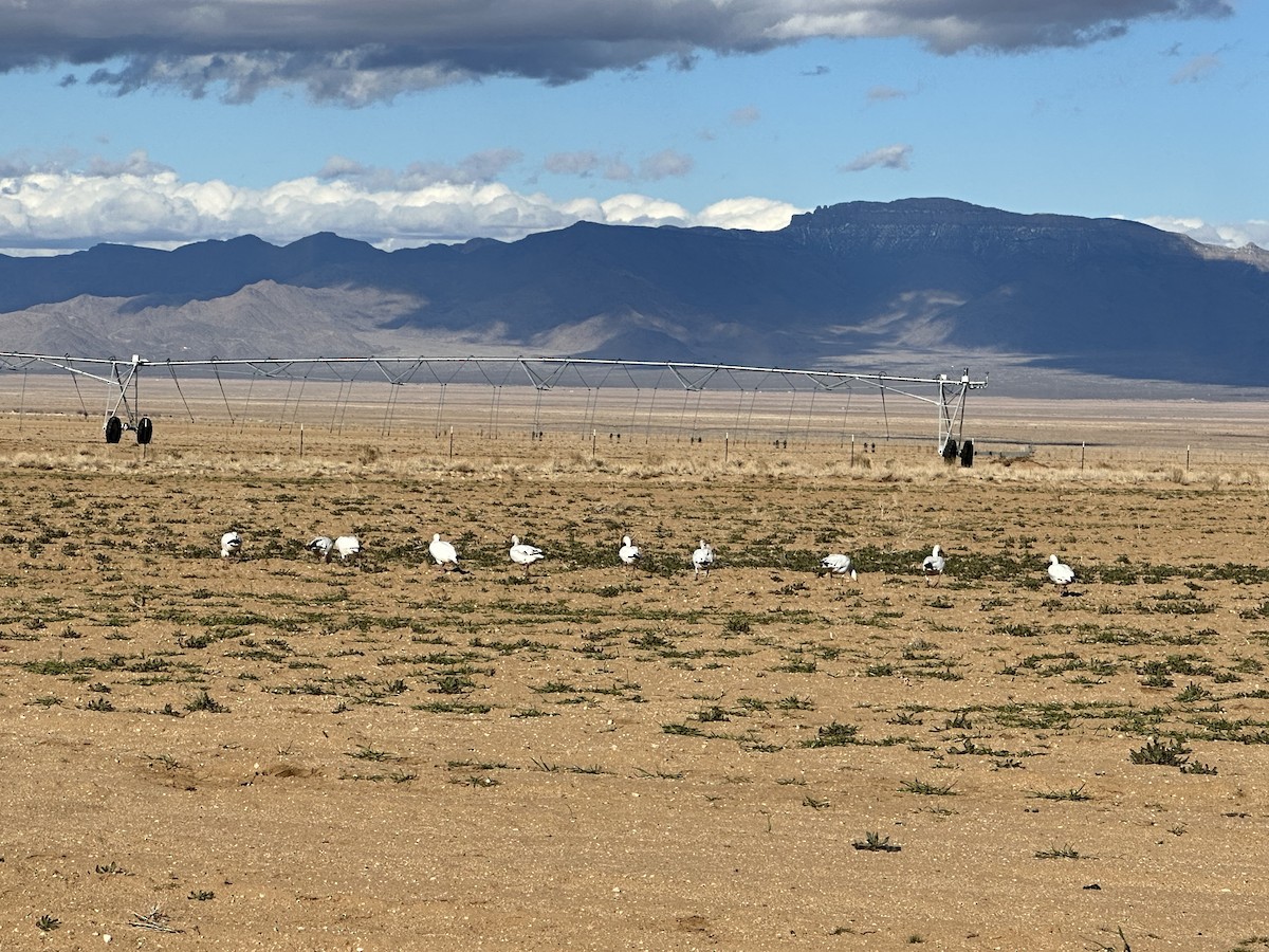 Snow Goose - ML540296281