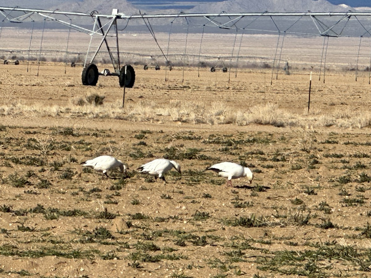 Snow Goose - ML540296291