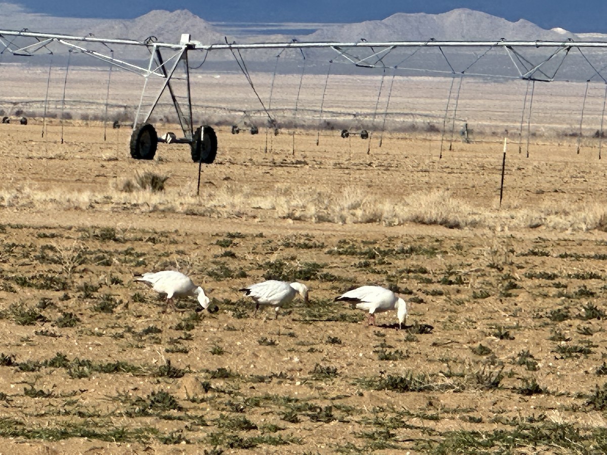 Snow Goose - Ash Ponders