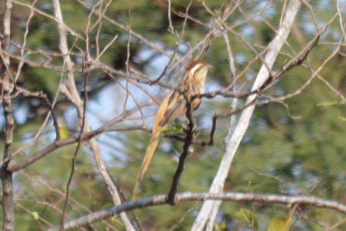 Striped Cuckoo - ML54029721