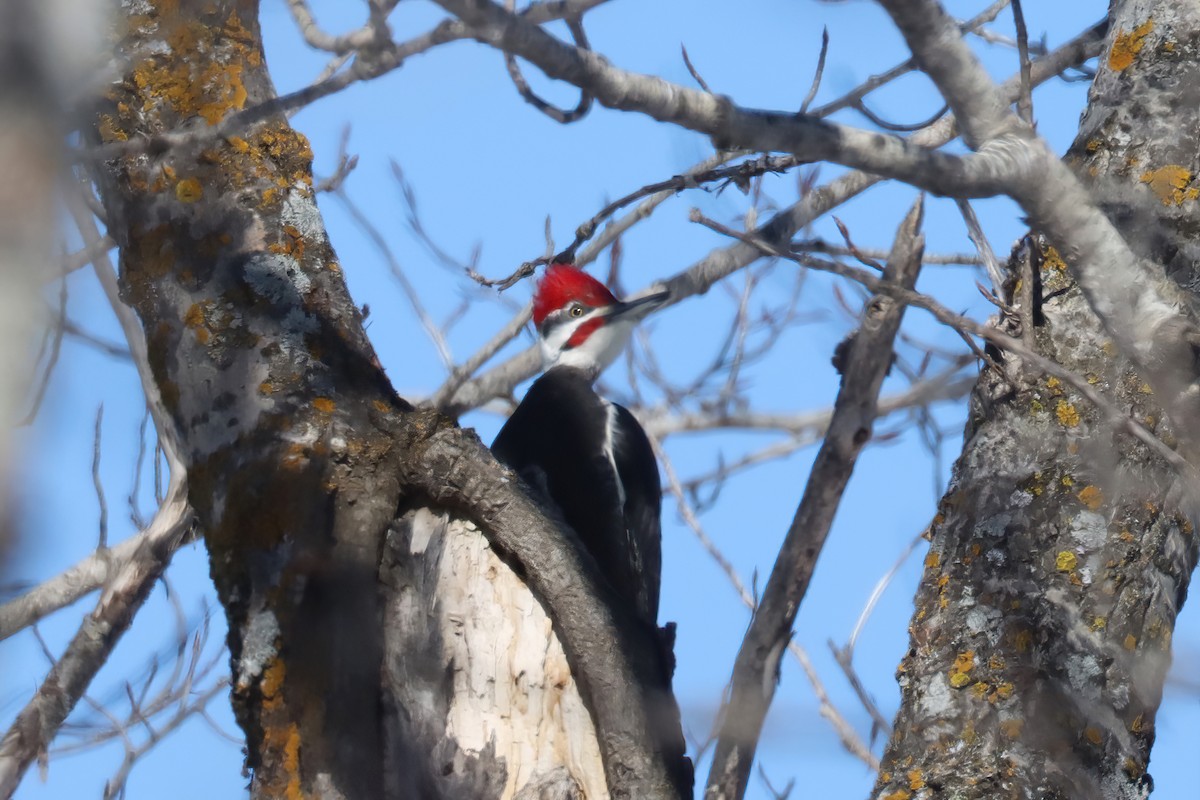 Pileated Woodpecker - Adrian Lakin