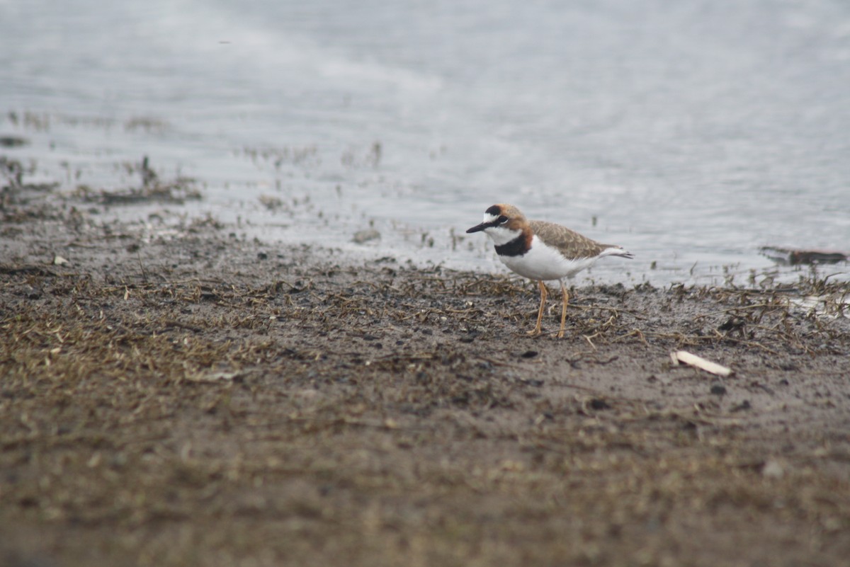 Collared Plover - ML540298091