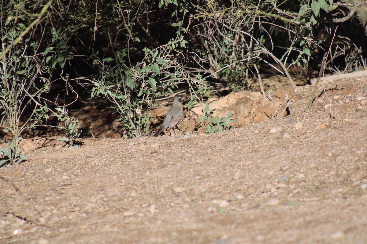 American Robin - ML540298251