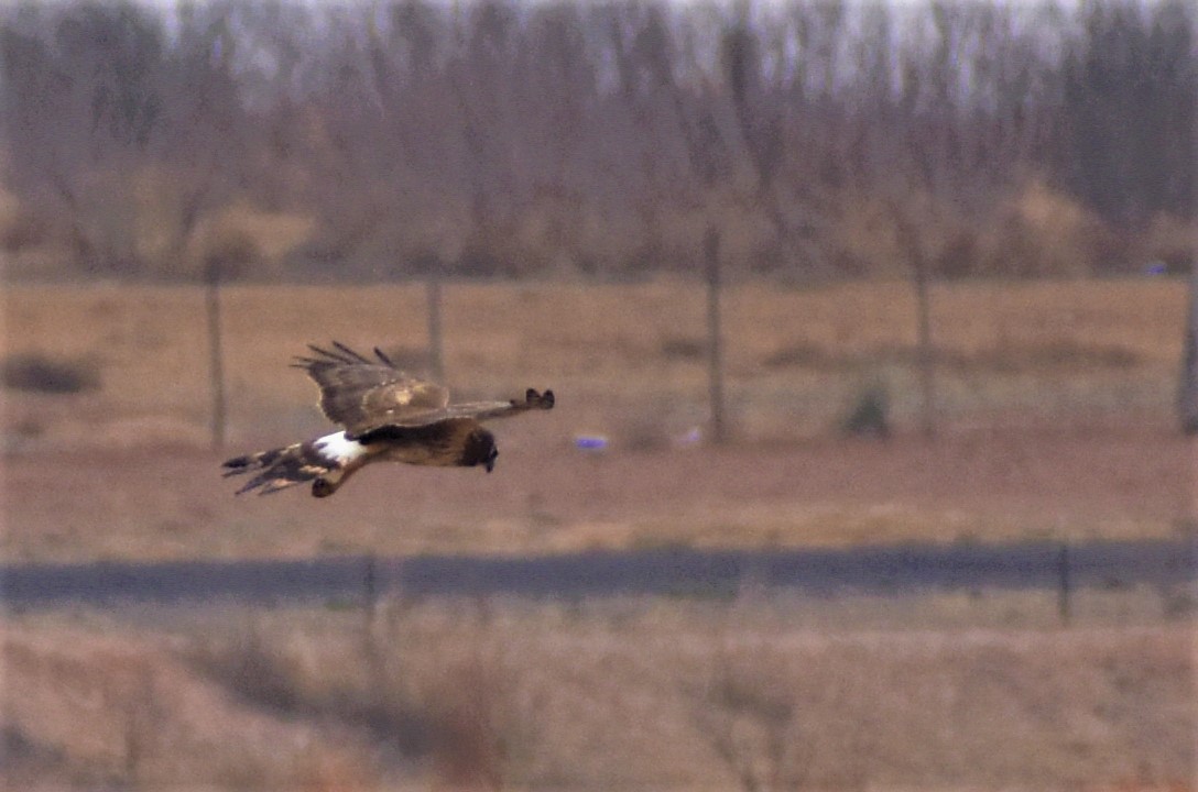 Northern Harrier - ML540299171