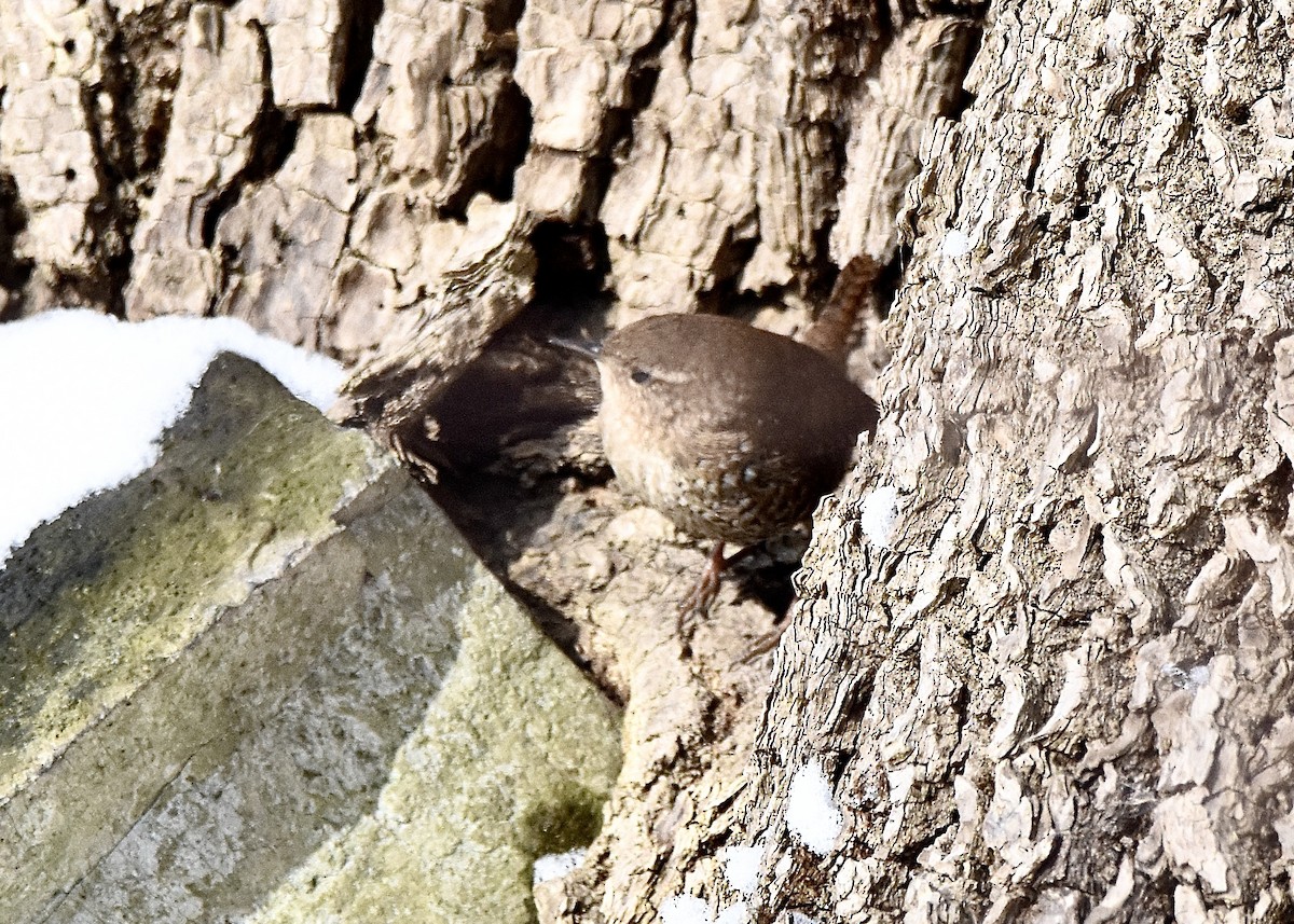 Troglodyte des forêts - ML540299301