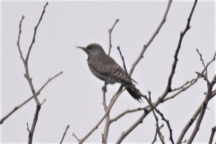 Northern Flicker - ML540299321