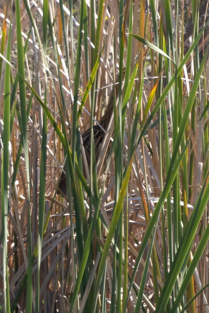 American Bittern - ML540299361