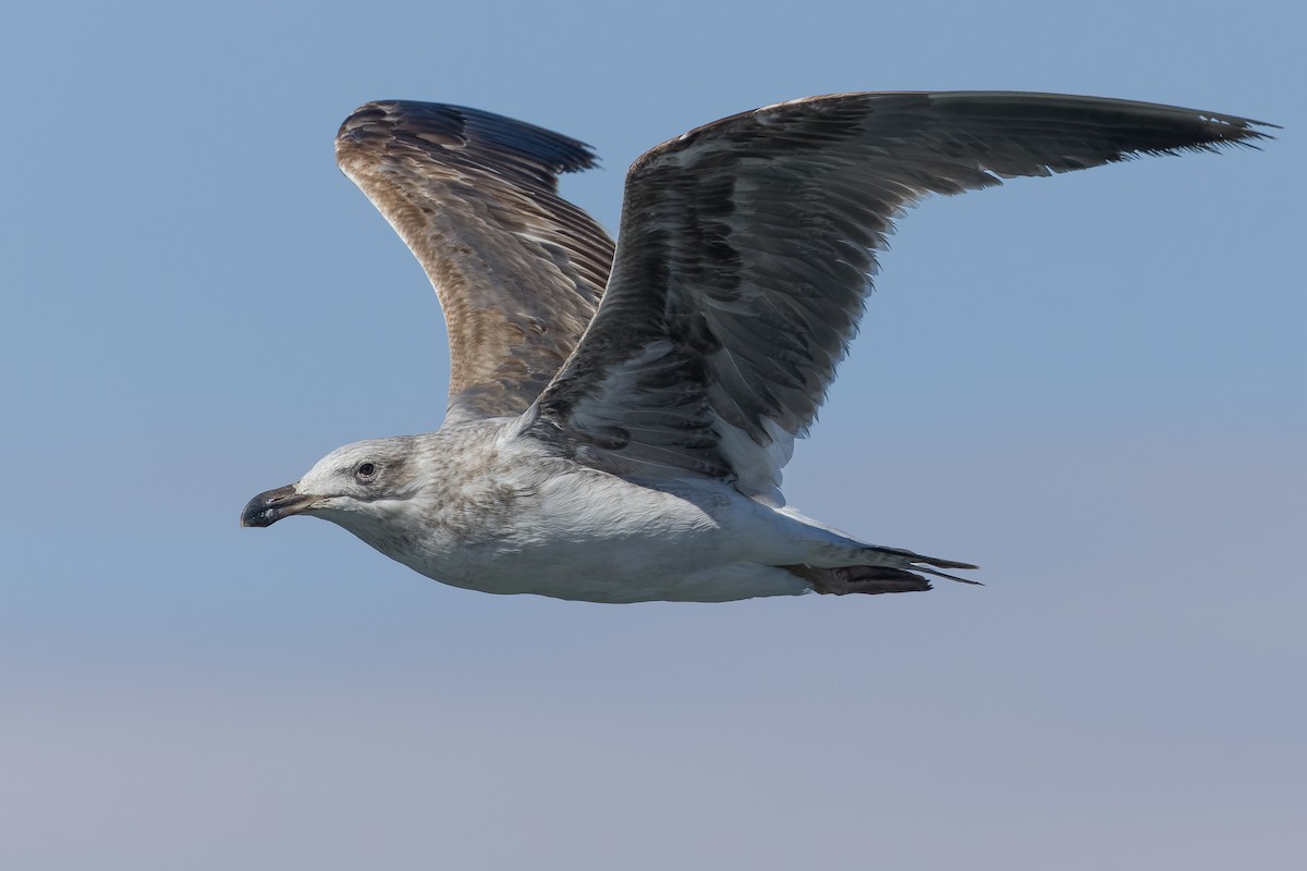 Yellow-footed Gull - ML540300301