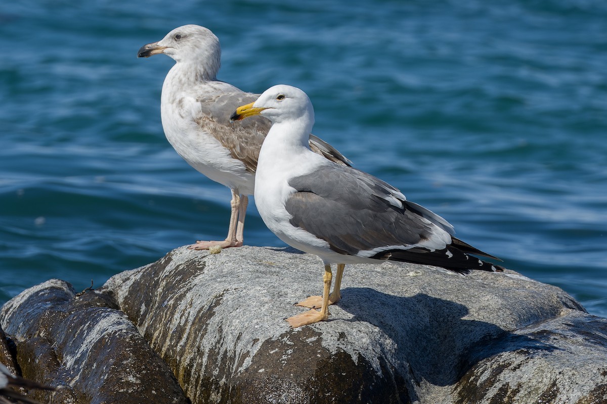 Yellow-footed Gull - ML540300311