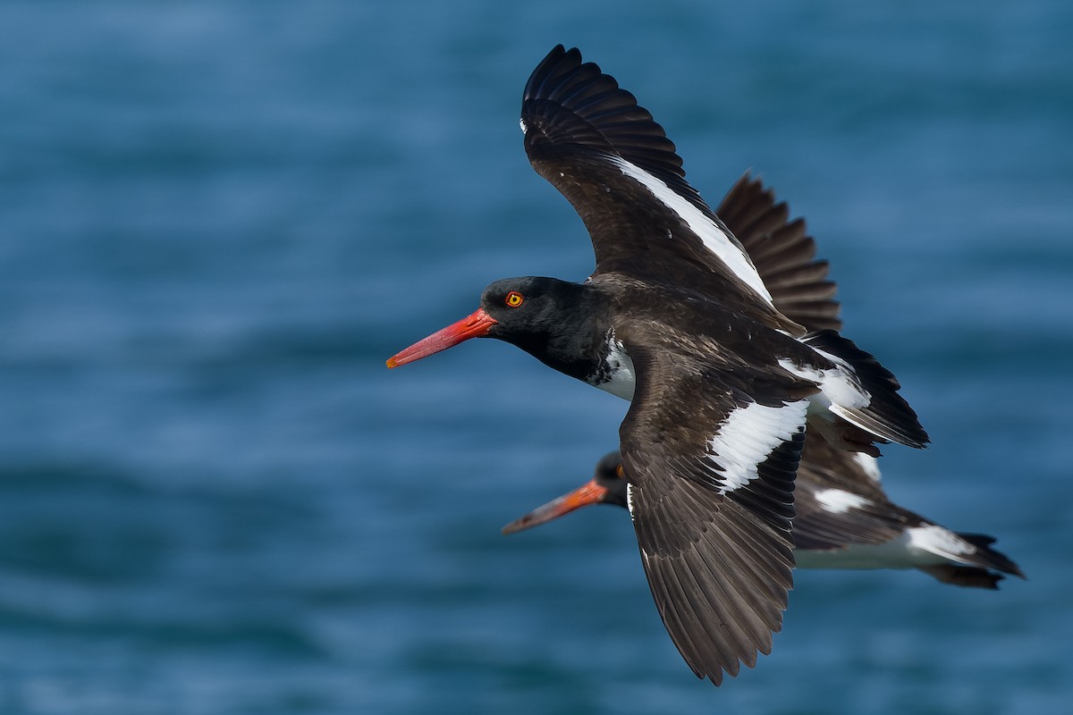 American Oystercatcher - ML540300351