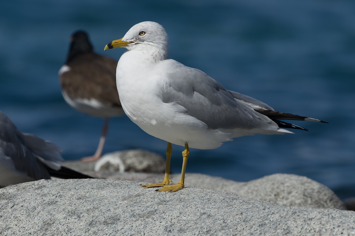 Ring-billed Gull - ML540301051